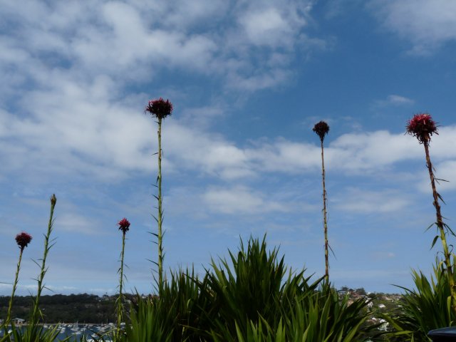 Gymea Lily